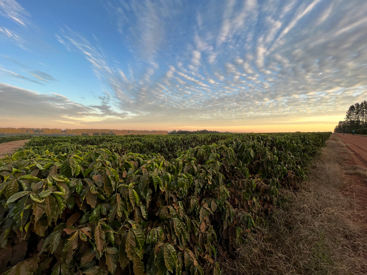 Explore our Farms - Brazil – Change Please