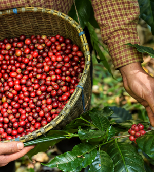 SIP SUSTAINABLY : This Month’s Coffee Does More.