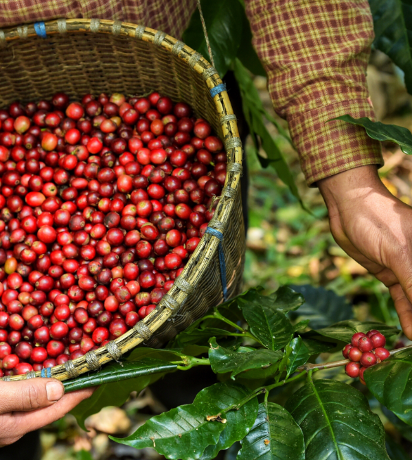 SIP SUSTAINABLY : This Month’s Coffee Does More.