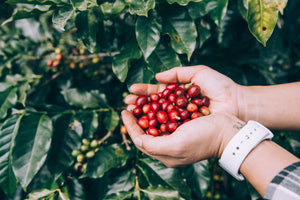 B CORP MONTH: Ethical Coffee from the Global Coffee Belt