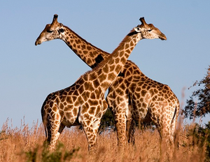 Explore our Farms - Tanzania