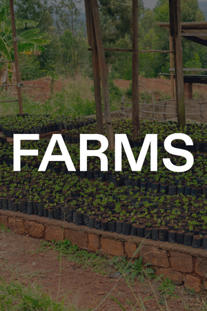 Plants in black pots on a brick wall with ' FARMS' text overlay.