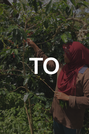 Person tending to a coffee plant with 'TO' text overlay
