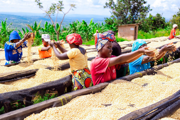 Group of people sorting coffee beans on a hill with greenery in background